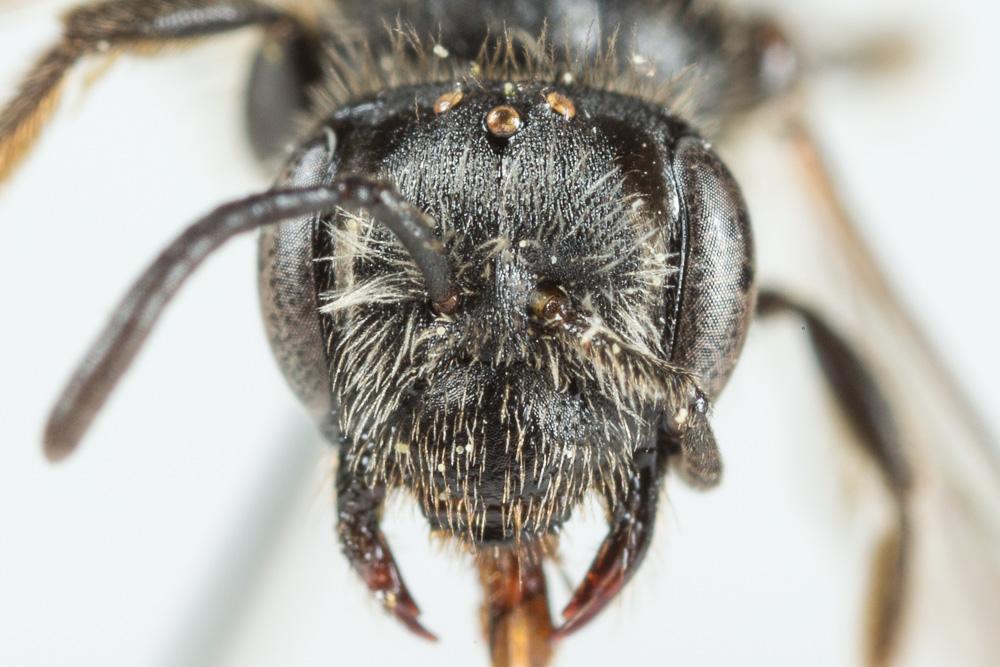 Le  Andrena subopaca Nylander, 1848