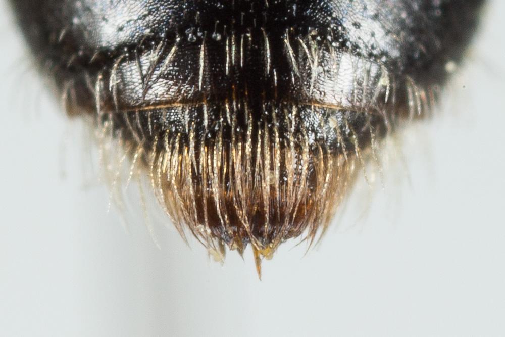 Le  Andrena subopaca Nylander, 1848