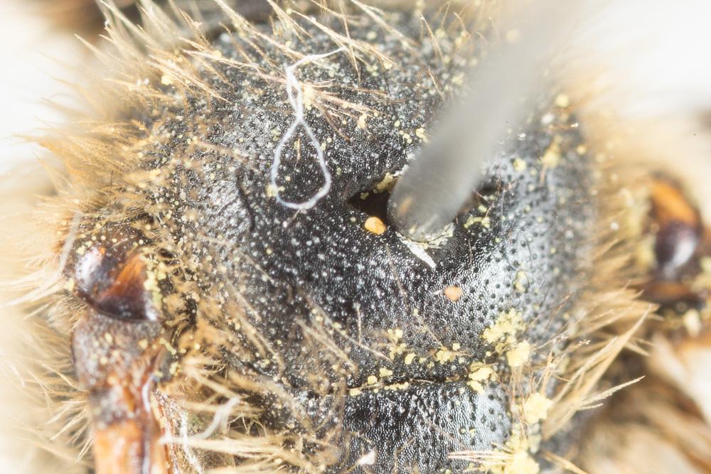  Andrena suerinensis Friese, 1884