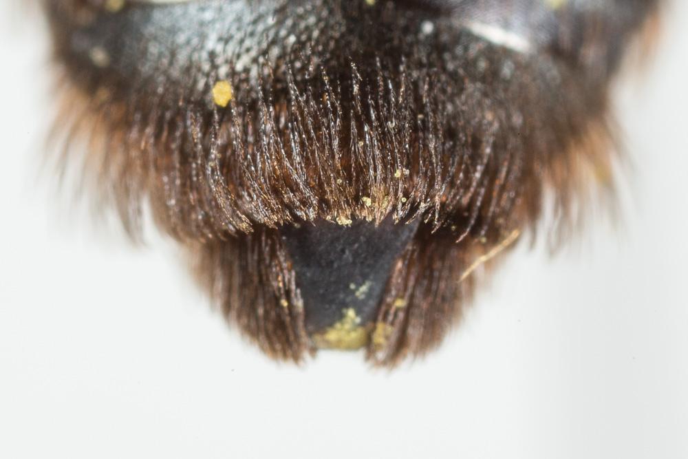 Le  Andrena suerinensis Friese, 1884