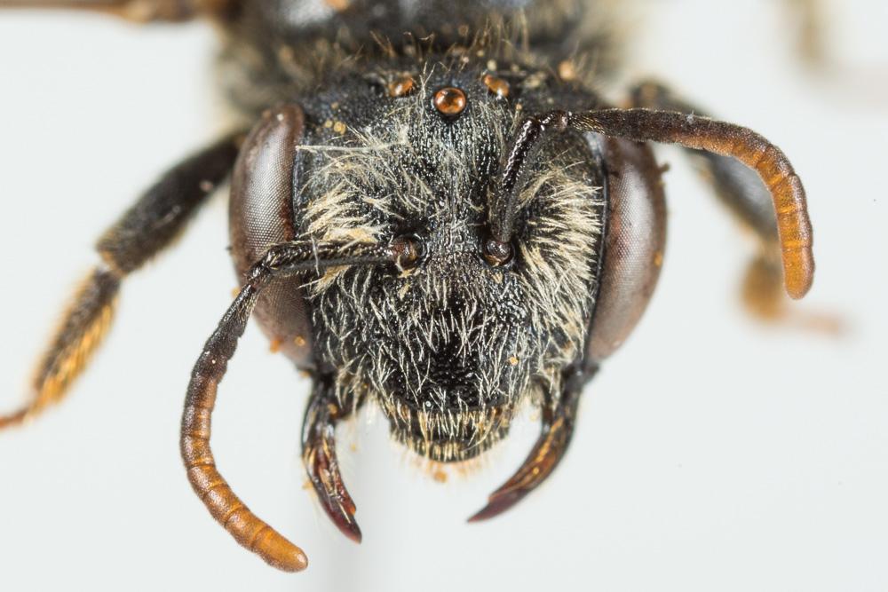Le  Andrena ventricosa Dours, 1873