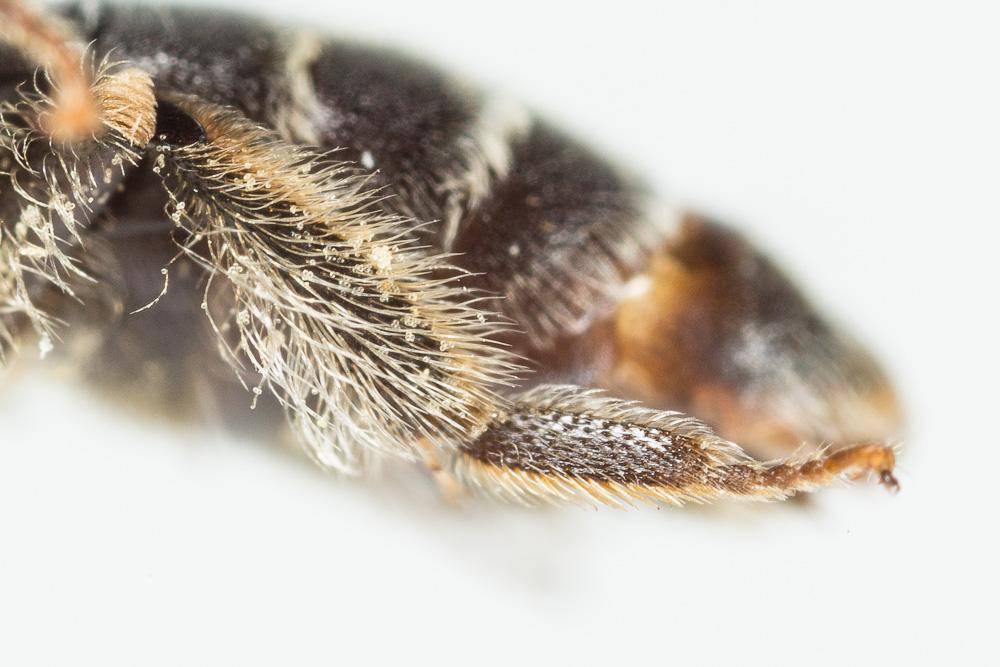 Le  Andrena ventricosa Dours, 1873