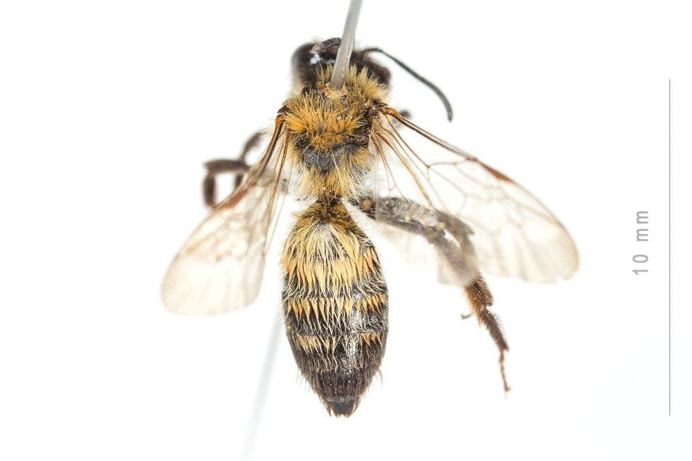 Le  Andrena synadelpha Perkins, 1914