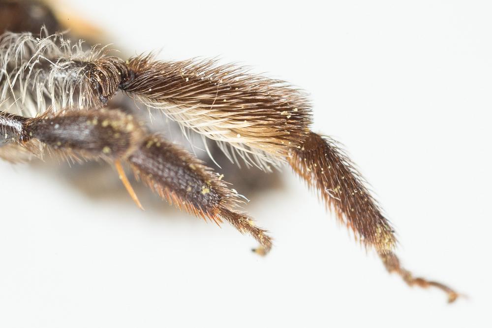  Andrena synadelpha Perkins, 1914