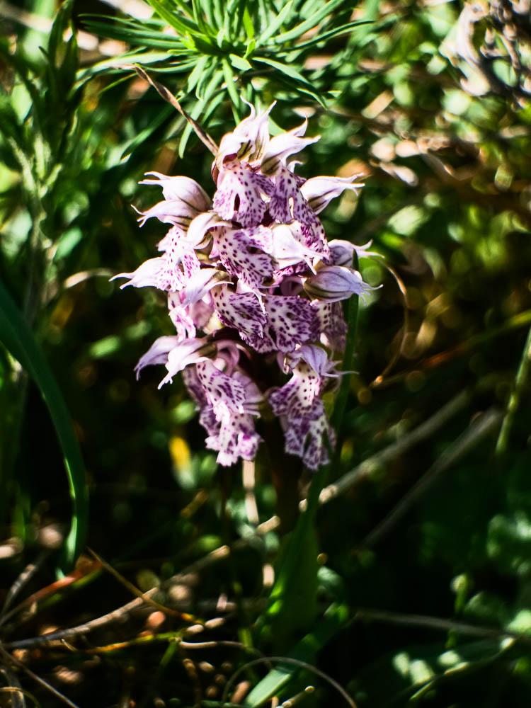 Le Orchis laiteux, Orchis lacté Neotinea lactea (Poir.) R.M.Bateman, Pridgeon & M.W.Chase, 1997
