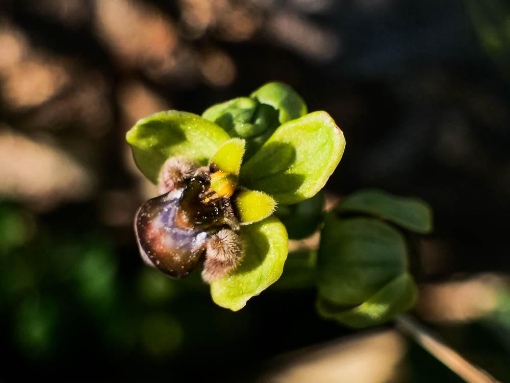 Ophrys bombyx Ophrys bombyliflora Link, 1800