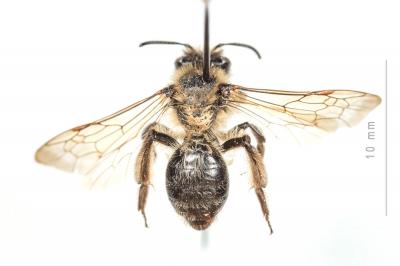  Andrena bimaculata (Kirby, 1802)