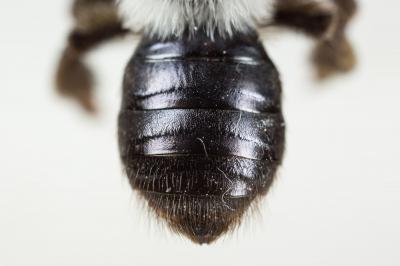 Andrena cineraria (Linnaeus, 1758)