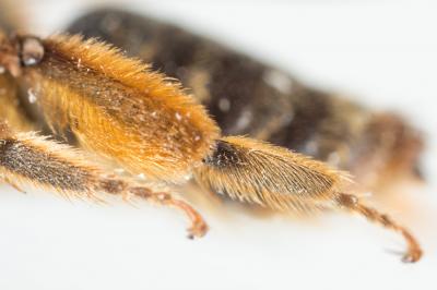  Andrena curvungula Thomson, 1870