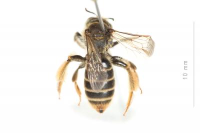  Andrena leucolippa Pérez, 1895