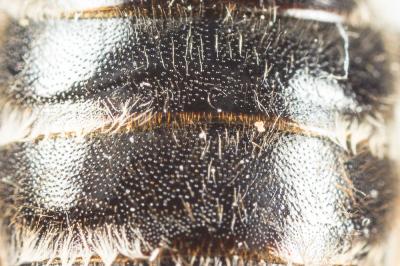  Andrena variabilis Smith, 1853