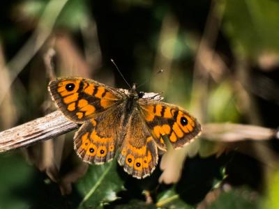 Mégère (La), Satyre (Le) Lasiommata megera (Linnaeus, 1767)