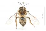  Andrena apicata Smith, 1847