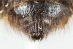  Andrena apicata Smith, 1847