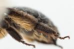  Andrena bimaculata (Kirby, 1802)
