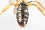  Andrena bucephala Stephens, 1846