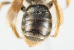  Andrena cinerea Brullé, 1832