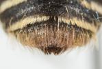  Andrena dorsata (Kirby, 1802)