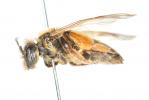  Andrena ferox Smith, 1847