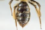  Andrena fulvata Stoeckhert, 1930