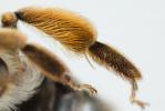  Andrena gravida Imhoff, 1832