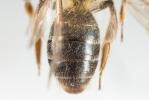  Andrena helvola (Linnaeus, 1758)