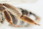  Andrena helvola (Linnaeus, 1758)