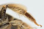  Andrena leucolippa Pérez, 1895