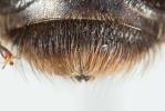  Andrena limata Smith, 1853