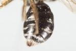  Andrena nitidiuscula Schenck, 1853