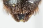  Andrena suerinensis Friese, 1884