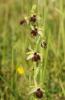 Ophrys araignée, Oiseau-coquet Ophrys aranifera Huds., 1778