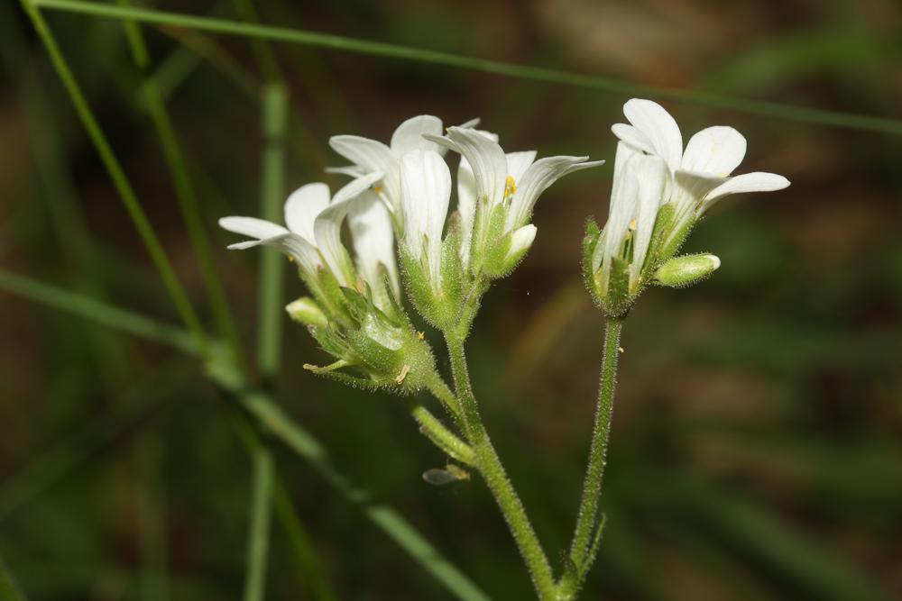 La Saxifrage granulé, Herbe à la gravelle Saxifraga granulata L., 1753