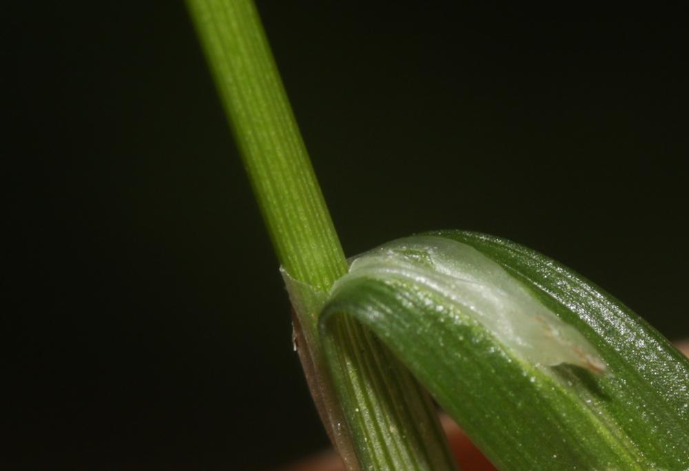 La Laîche lisse Carex laevigata Sm., 1800