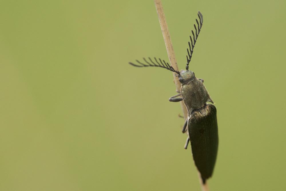 Le Taupin brun cuivreux Ctenicera pectinicornis (Linnaeus, 1758)