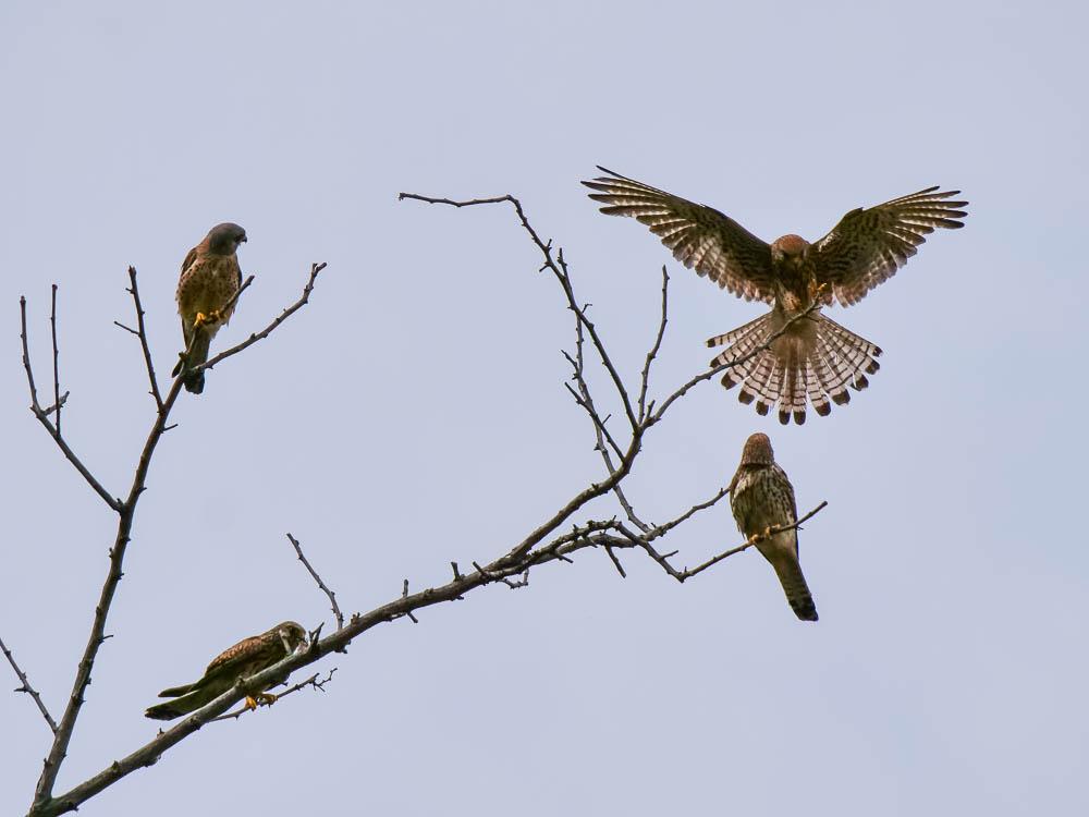 Le Faucon crécerellette Falco naumanni Fleischer, 1818