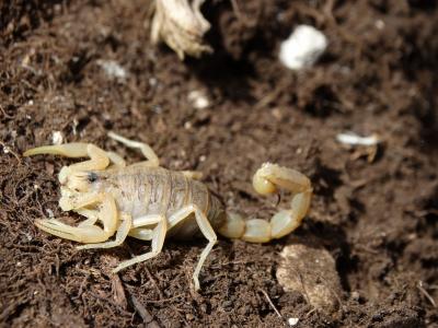 Scorpion de la Sainte-Baume Buthus balmensis