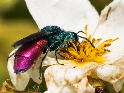  Chrysura refulgens