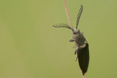 Taupin brun cuivreux Ctenicera pectinicornis (Linnaeus, 1758)