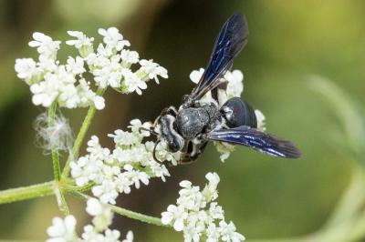  Andrena asperrima Pérez, 1895