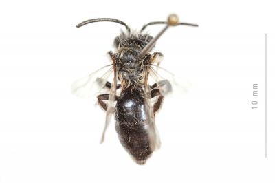  Andrena cineraria (Linnaeus, 1758)