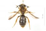  Andrena limbata Eversmann, 1852