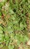 Saxifrage granulé, Herbe à la gravelle Saxifraga granulata L., 1753