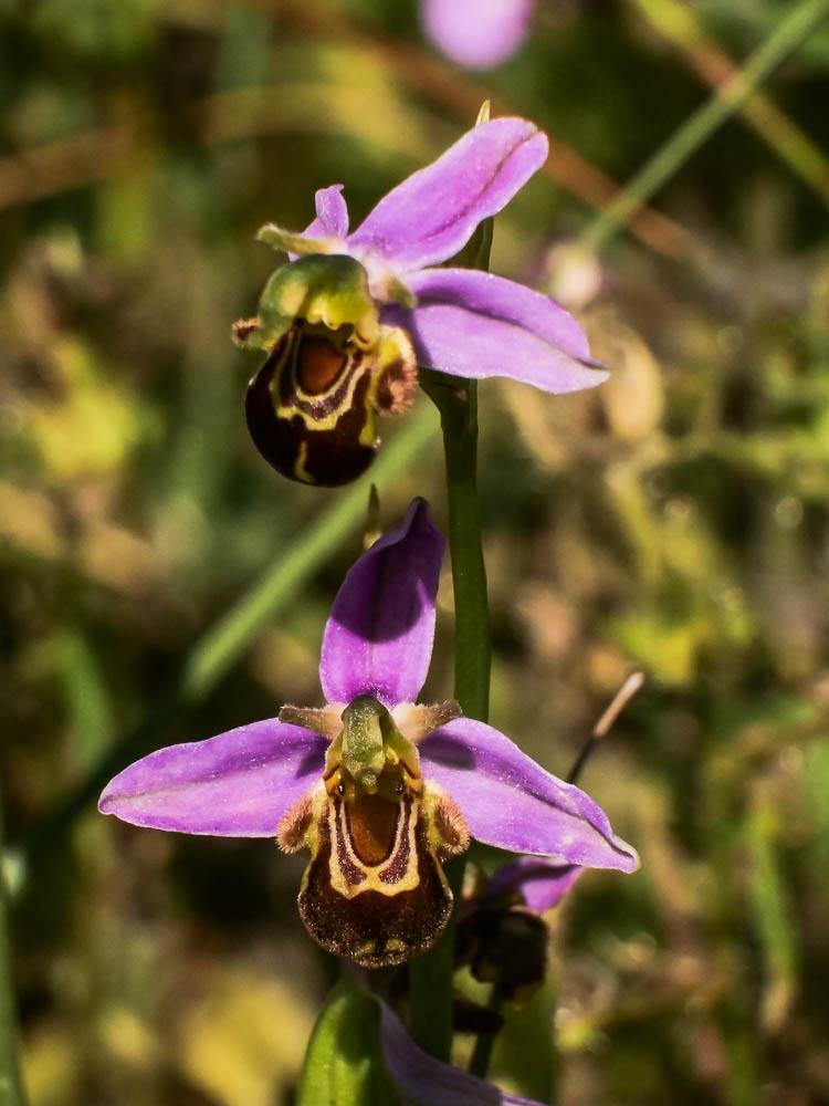Le Ophrys abeille Ophrys apifera Huds., 1762