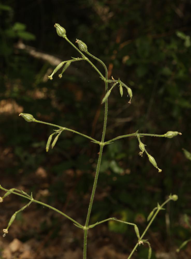 Le Silène à fleurs vertes Silene viridiflora L., 1762