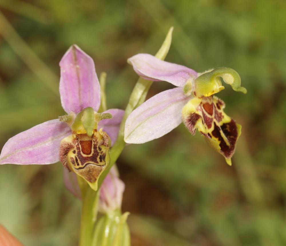 Le  Ophrys apifera var. trollii (Hegetschw.) Rchb.f., 1851