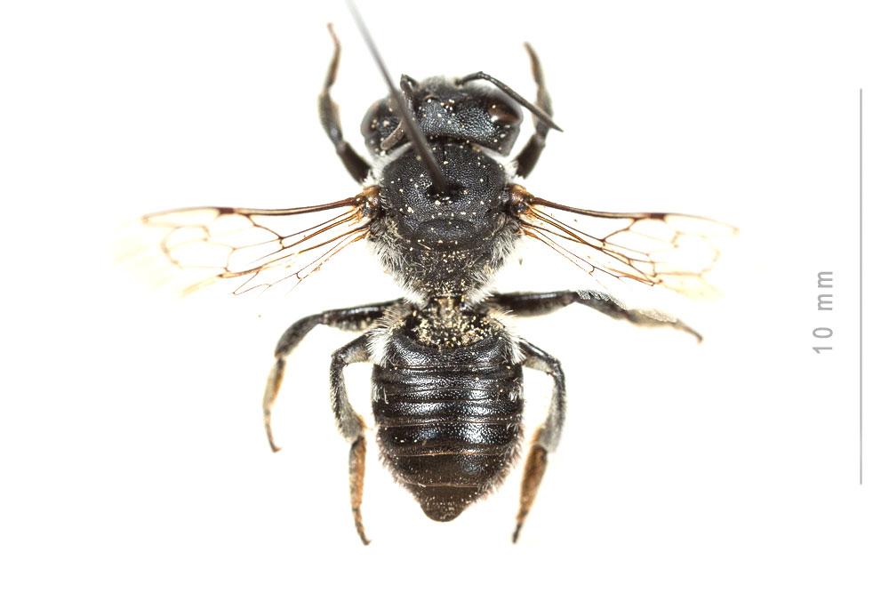 Le  Megachile melanogaster Eversmann, 1852