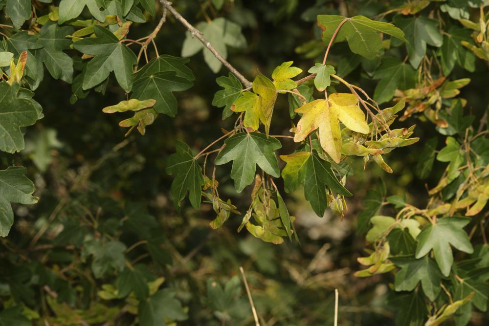 Le Érable champêtre, Acéraille Acer campestre L., 1753