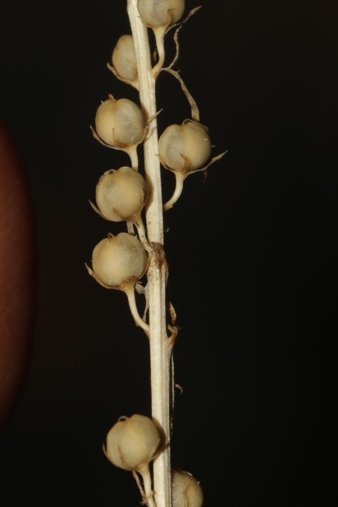 Le Anarrhine à feuilles de pâquerette, Anarrhinante,  Anarrhinum bellidifolium (L.) Willd., 1800