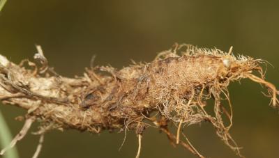Koeleria vallesiana